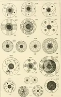 Picture 222 of 318 from Archaic England, an essay in deciphering prehistory from megalithic monuments, earthworks, customs, coins, placenames, and faeric superstitions (1919), leaf 599
