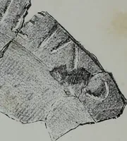 Picture 68 of 80 from Archaiologik ephmeris : ekdidomen hypo ts en Athnais Archaiologiks Hetairias (1862), leaf 278
