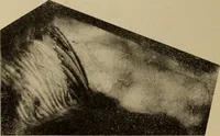 An illustration from Archaiologik ephmeris : ekdidomen hypo ts en Athnais Archaiologiks Hetairias (1862)