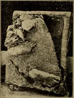 Picture 120 of 239 from Archaiologik ephmeris : ekdidomen hypo ts en Athnais Archaiologiks Hetairias (1862), leaf 375
