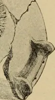 An illustration from Archaiologik ephmeris : ekdidomen hypo ts en Athnais Archaiologiks Hetairias (1862)