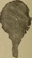 An illustration from Archaiologik ephmeris : ekdidomen hypo ts en Athnais Archaiologiks Hetairias (1862)