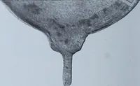 An illustration from Archaiologik ephmeris : ekdidomen hypo ts en Athnais Archaiologiks Hetairias (1862)