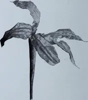 An illustration from Archaiologik ephmeris : ekdidomen hypo ts en Athnais Archaiologiks Hetairias (1862)