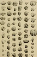 An illustration from Archaiologik ephmeris : ekdidomen hypo ts en Athnais Archaiologiks Hetairias (1862)