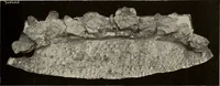 An illustration from Archaiologik ephmeris : ekdidomen hypo ts en Athnais Archaiologiks Hetairias (1862)