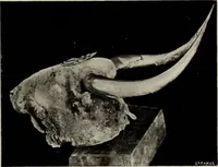 An illustration from Archaiologik ephmeris : ekdidomen hypo ts en Athnais Archaiologiks Hetairias (1862)