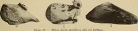An illustration from Archaiologik ephmeris : ekdidomen hypo ts en Athnais Archaiologiks Hetairias (1862)