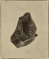 An illustration from Archaiologik ephmeris : ekdidomen hypo ts en Athnais Archaiologiks Hetairias (1862)