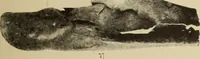 An illustration from Archaiologik ephmeris : ekdidomen hypo ts en Athnais Archaiologiks Hetairias (1862)