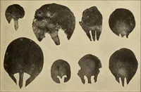 An illustration from Archaiologik ephmeris : ekdidomen hypo ts en Athnais Archaiologiks Hetairias (1862)