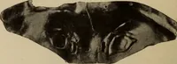 An illustration from Archaiologik ephmeris : ekdidomen hypo ts en Athnais Archaiologiks Hetairias (1862)