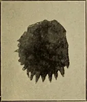 An illustration from Archaiologik ephmeris : ekdidomen hypo ts en Athnais Archaiologiks Hetairias (1862)