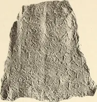 Picture 58 of 475 from Archaiologik ephmeris : ekdidomen hypo ts en Athnais Archaiologiks Hetairias (1862), leaf 118
