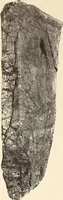 Picture 116 of 475 from Archaiologik ephmeris : ekdidomen hypo ts en Athnais Archaiologiks Hetairias (1862), leaf 187