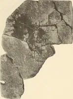 Picture 214 of 475 from Archaiologik ephmeris : ekdidomen hypo ts en Athnais Archaiologiks Hetairias (1862), leaf 248