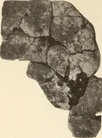 Picture 216 of 475 from Archaiologik ephmeris : ekdidomen hypo ts en Athnais Archaiologiks Hetairias (1862), leaf 249
