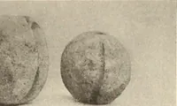 Picture 227 of 475 from Archaiologik ephmeris : ekdidomen hypo ts en Athnais Archaiologiks Hetairias (1862), leaf 254