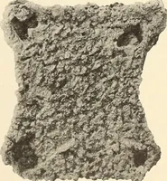 Picture 233 of 475 from Archaiologik ephmeris : ekdidomen hypo ts en Athnais Archaiologiks Hetairias (1862), leaf 256
