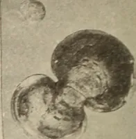 Picture 236 of 475 from Archaiologik ephmeris : ekdidomen hypo ts en Athnais Archaiologiks Hetairias (1862), leaf 259