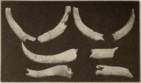 Picture 243 of 475 from Archaiologik ephmeris : ekdidomen hypo ts en Athnais Archaiologiks Hetairias (1862), leaf 267