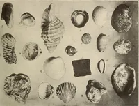 Picture 244 of 475 from Archaiologik ephmeris : ekdidomen hypo ts en Athnais Archaiologiks Hetairias (1862), leaf 268