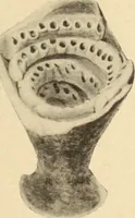 Picture 253 of 475 from Archaiologik ephmeris : ekdidomen hypo ts en Athnais Archaiologiks Hetairias (1862), leaf 326