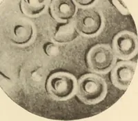 An illustration from Archaiologik ephmeris : ekdidomen hypo ts en Athnais Archaiologiks Hetairias (1862)