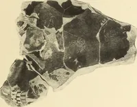 Picture 270 of 475 from Archaiologik ephmeris : ekdidomen hypo ts en Athnais Archaiologiks Hetairias (1862), leaf 334