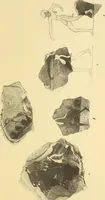 Picture 272 of 475 from Archaiologik ephmeris : ekdidomen hypo ts en Athnais Archaiologiks Hetairias (1862), leaf 336