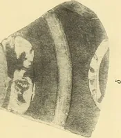 An illustration from Archaiologik ephmeris : ekdidomen hypo ts en Athnais Archaiologiks Hetairias (1862)