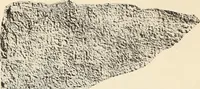 Picture 304 of 475 from Archaiologik ephmeris : ekdidomen hypo ts en Athnais Archaiologiks Hetairias (1862), leaf 411