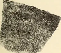 Picture 307 of 475 from Archaiologik ephmeris : ekdidomen hypo ts en Athnais Archaiologiks Hetairias (1862), leaf 416