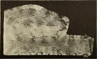 Picture 410 of 475 from Archaiologik ephmeris : ekdidomen hypo ts en Athnais Archaiologiks Hetairias (1862), leaf 534