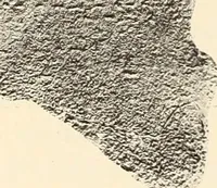 Picture 40 of 475 from Archaiologik ephmeris : ekdidomen hypo ts en Athnais Archaiologiks Hetairias (1862), leaf 93