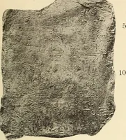 Picture 43 of 475 from Archaiologik ephmeris : ekdidomen hypo ts en Athnais Archaiologiks Hetairias (1862), leaf 98