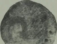 An illustration from Archaiologik ephmeris : ekdidomen hypo ts en Athnais Archaiologiks Hetairias (1862)