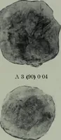Picture 138 of 431 from Archaiologik ephmeris : ekdidomen hypo ts en Athnais Archaiologiks Hetairias (1862), leaf 170