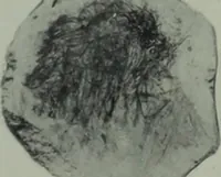 An illustration from Archaiologik ephmeris : ekdidomen hypo ts en Athnais Archaiologiks Hetairias (1862)