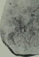 An illustration from Archaiologik ephmeris : ekdidomen hypo ts en Athnais Archaiologiks Hetairias (1862)
