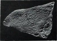 An illustration from Archaiologik ephmeris : ekdidomen hypo ts en Athnais Archaiologiks Hetairias (1862)