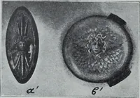 Picture 55 of 431 from Archaiologik ephmeris : ekdidomen hypo ts en Athnais Archaiologiks Hetairias (1862), leaf 81