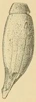 An illustration from Archeological investigations on Manhattan island, New York city (1920)
