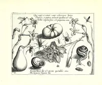 An illustration from Archetypa stvdiaqve patris GeorgiI HoefnageliI (1592)
