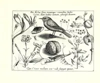 An illustration from Archetypa stvdiaqve patris GeorgiI HoefnageliI (1592)