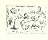 Picture 2 of 18 from Archetypa stvdiaqve patris GeorgiI HoefnageliI (1592), leaf 11