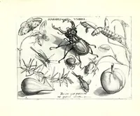 An illustration from Archetypa stvdiaqve patris GeorgiI HoefnageliI (1592)