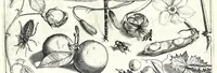 An illustration from Archetypa stvdiaqve patris GeorgiI HoefnageliI (1592)