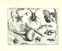 Picture 6 of 18 from Archetypa stvdiaqve patris GeorgiI HoefnageliI (1592), leaf 39