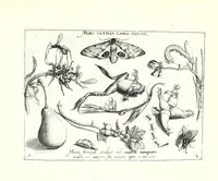 An illustration from Archetypa stvdiaqve patris GeorgiI HoefnageliI (1592)